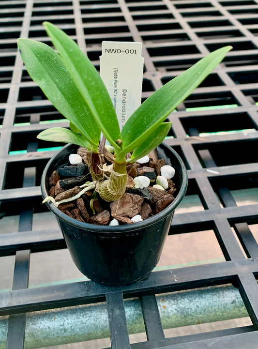Dendrobium. Gorokan (Tyabb Plum '#2' x speciosum (Kates Special x Daylight Moon)) 80mm pots