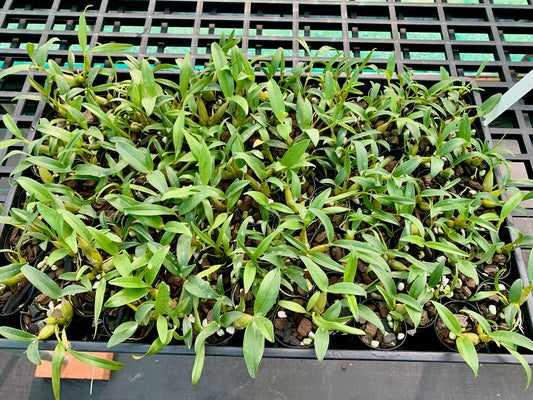 Dendrobium. Bardo Rose (falcorostrum x kingianum 'Black Beauty') - 50mm pots