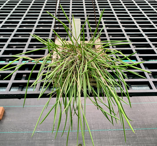 Division striolatum 'Red Back' - teak pot