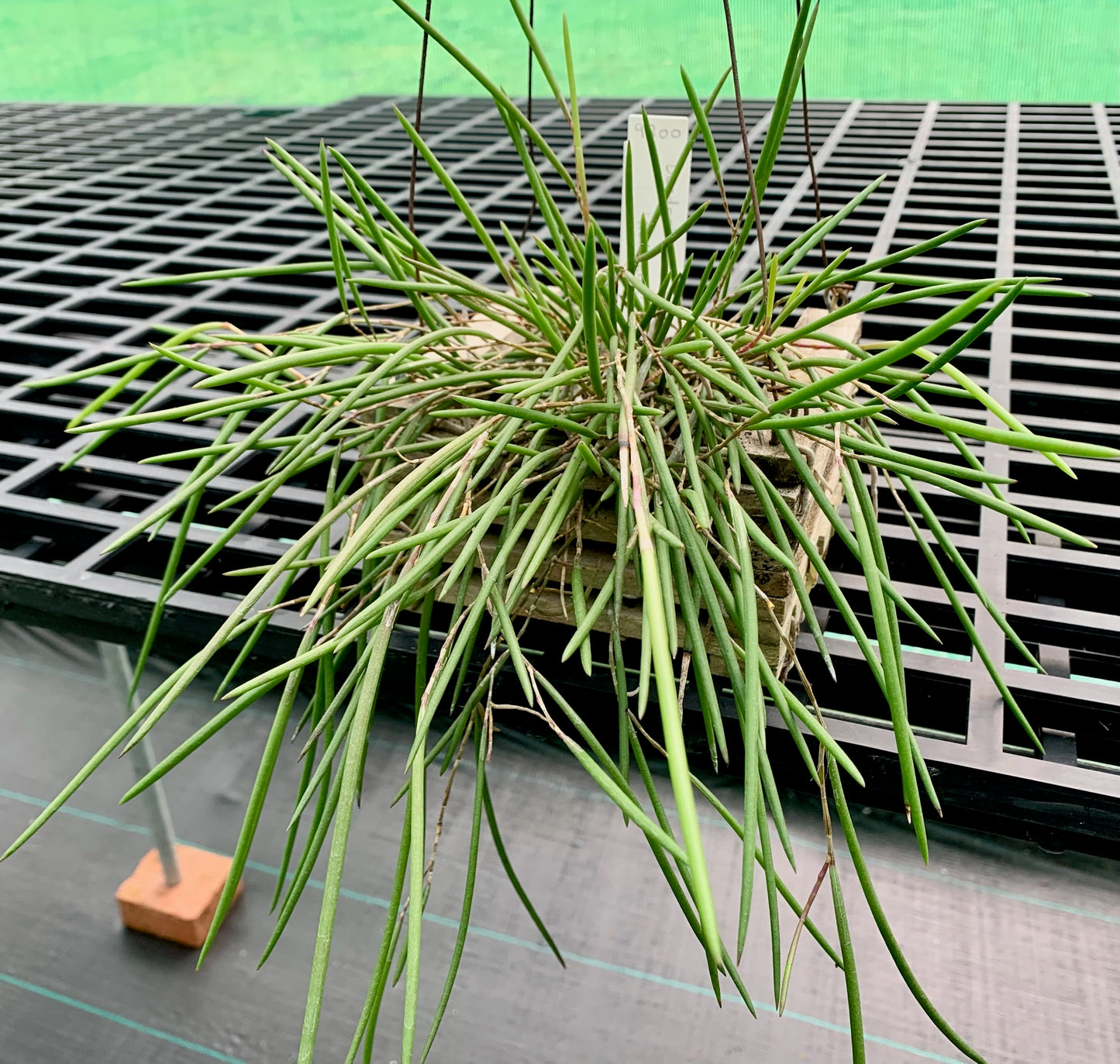 Division striolatum 'Red Back' - teak pot