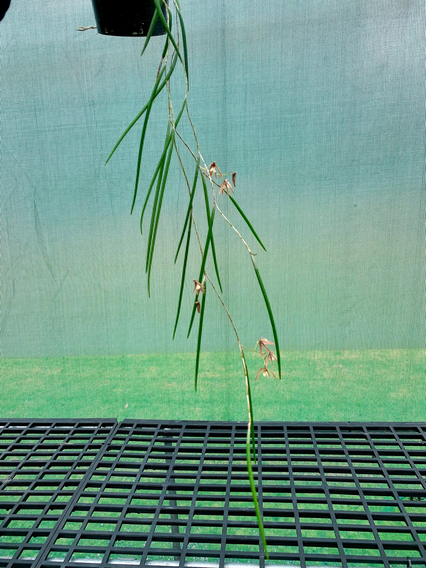 Dendrobium Papuan Embers 'Dark' x Duffy 'Tumbi' #4