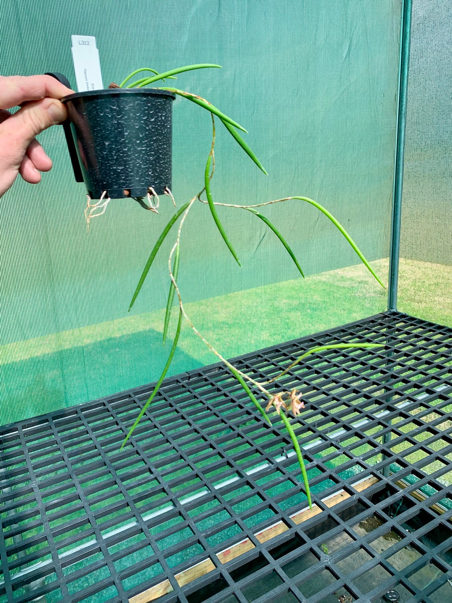 Dendrobium Papuan Embers 'Dark' x Duffy 'Tumbi' #5