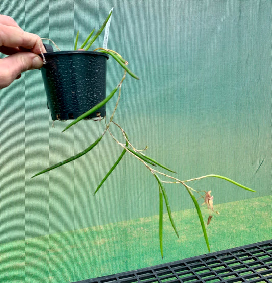 Dendrobium Papuan Embers 'Dark' x Duffy 'Tumbi' #12