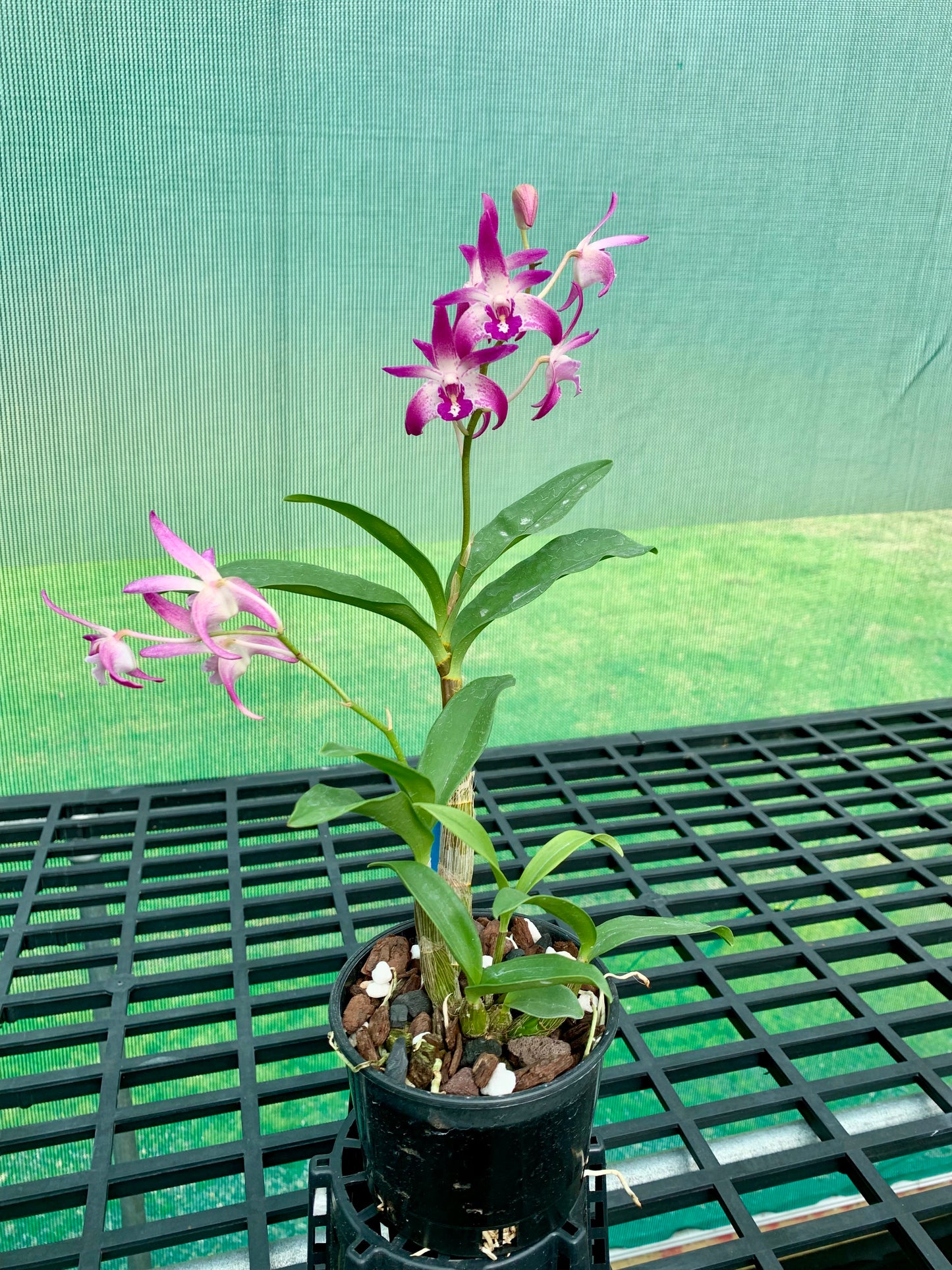 Dendrobium Vung-Tau 'Danielle' x Australian Rose Beauty 'Pink Delight' #1