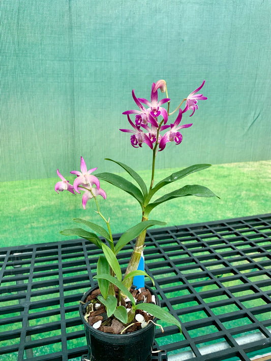 Dendrobium Vung-Tau 'Danielle' x Australian Rose Beauty 'Pink Delight' #1