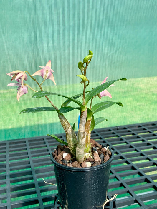 Dendrobium Vung-Tau 'Danielle' x Tooradin 'Massacre' #1