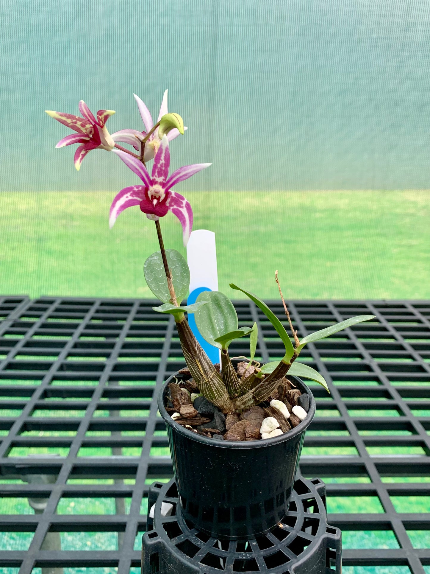 Dendrobium Starsheen 'Botanic Fireworks' x Australian Rhubarb Pie 'Henk wants' #1