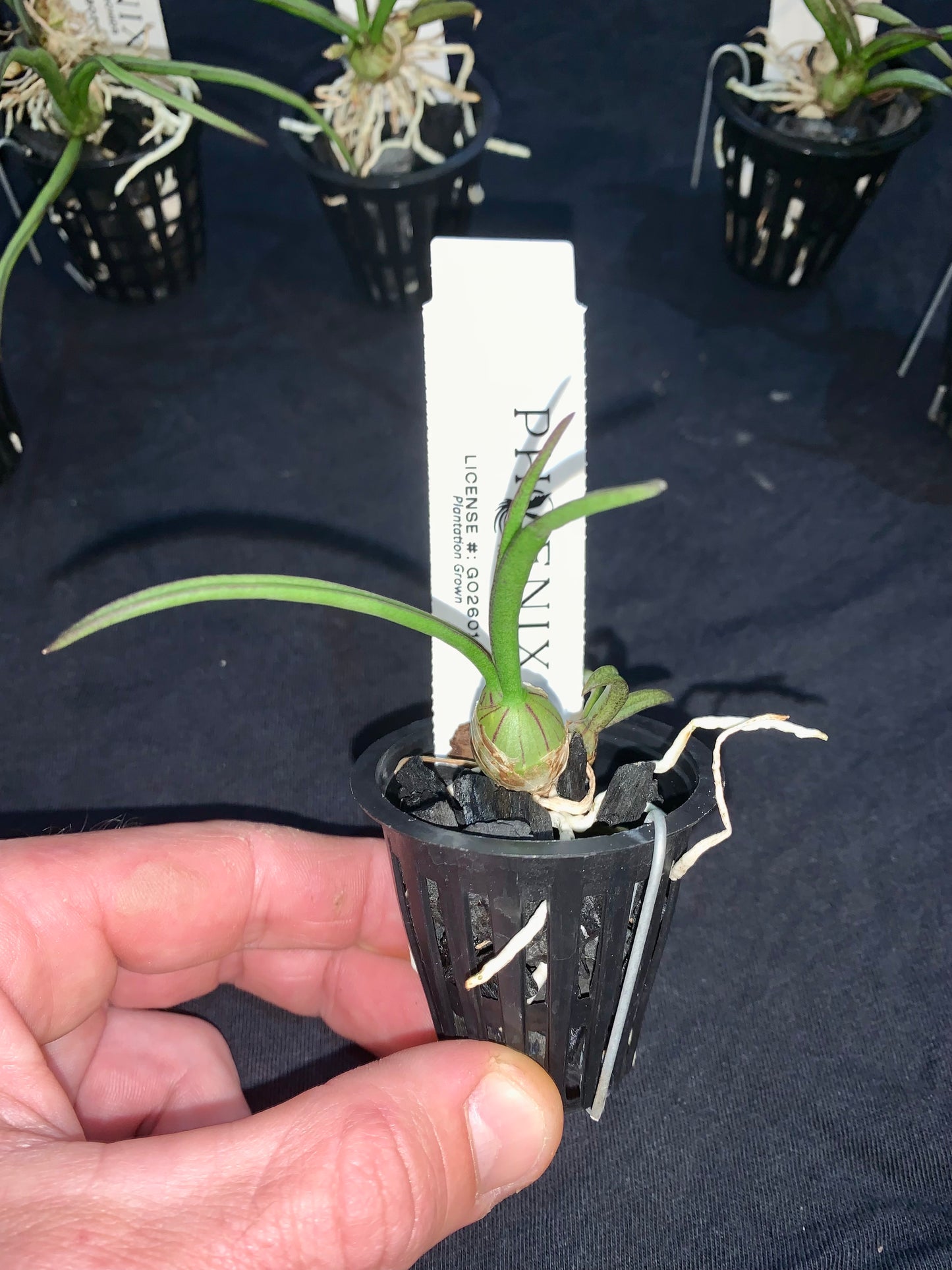 Dendrobium canaliculatum (Orange)