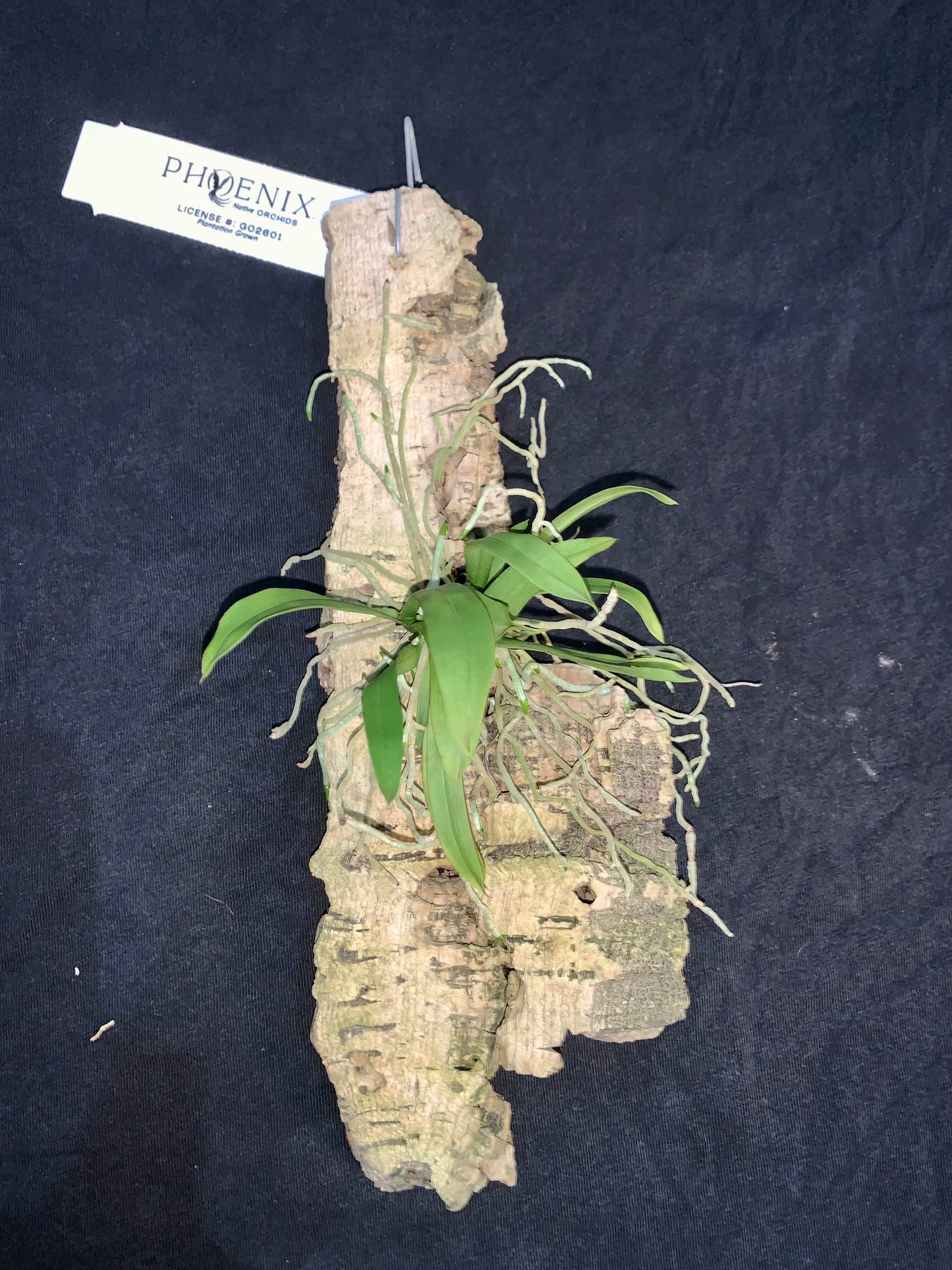 Sarcochilus falcatus