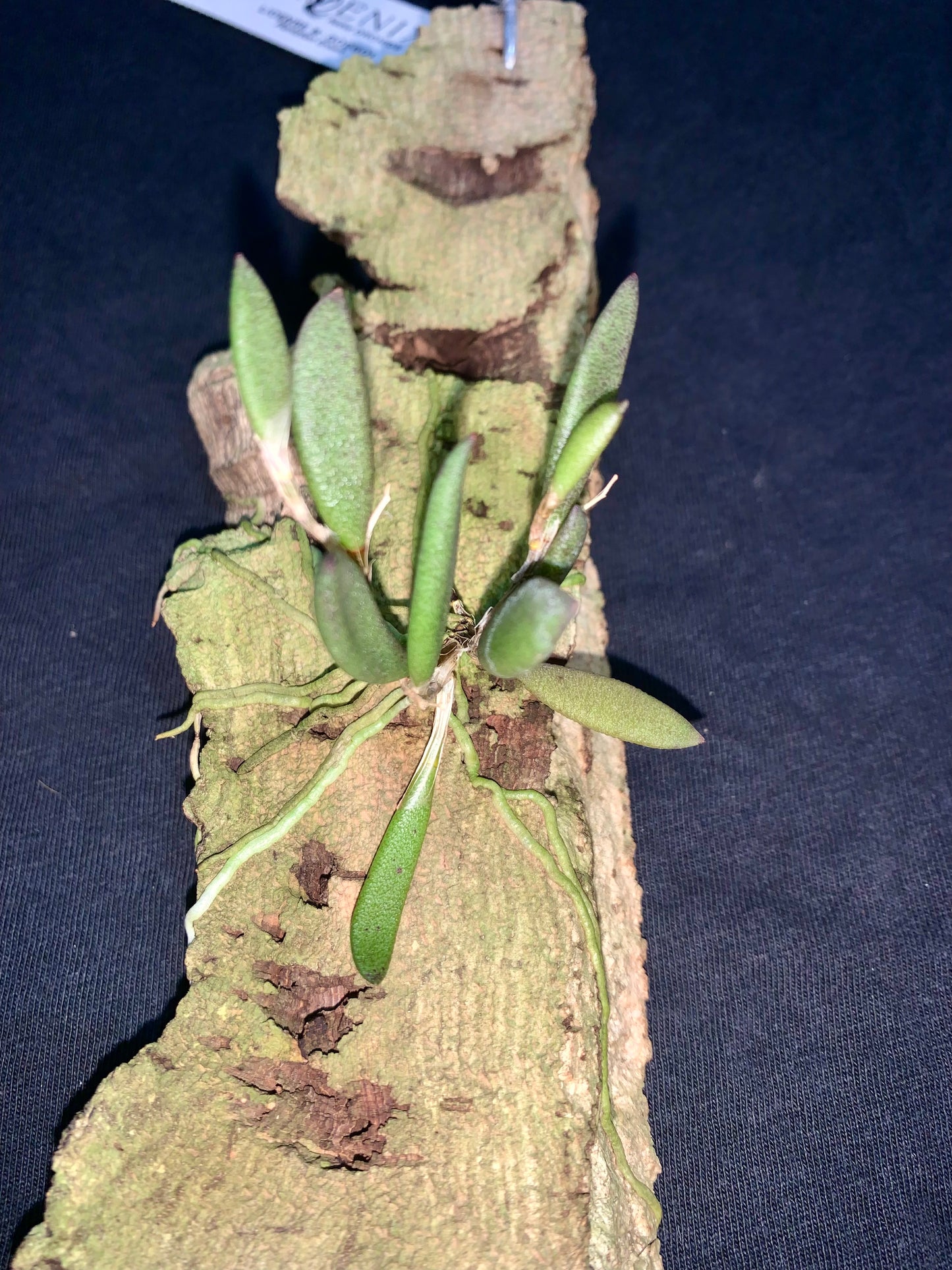 Dendrobium rigidum