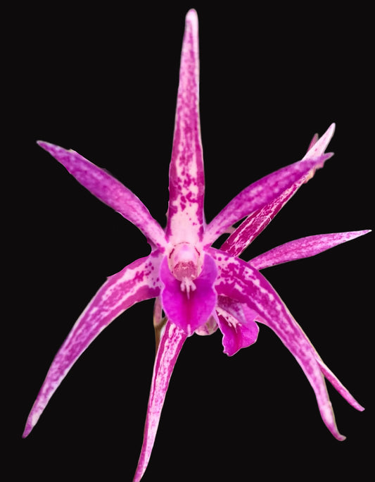 Dendrobium Tie Dye 'Mini' x tetragonum 'Red Edge' - 80mm pots