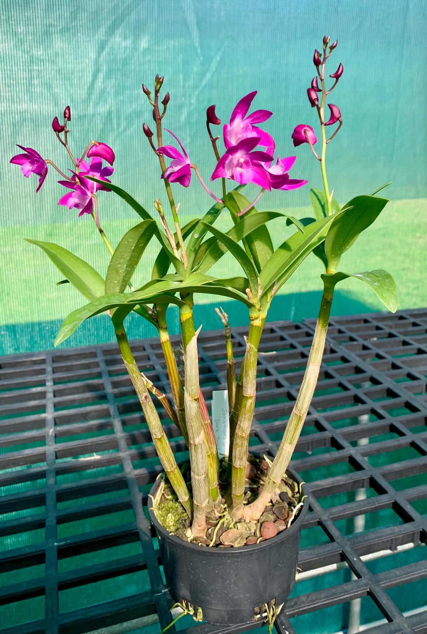 Dendrobium Jonathan's Glory 'Dark Joy'- Division
