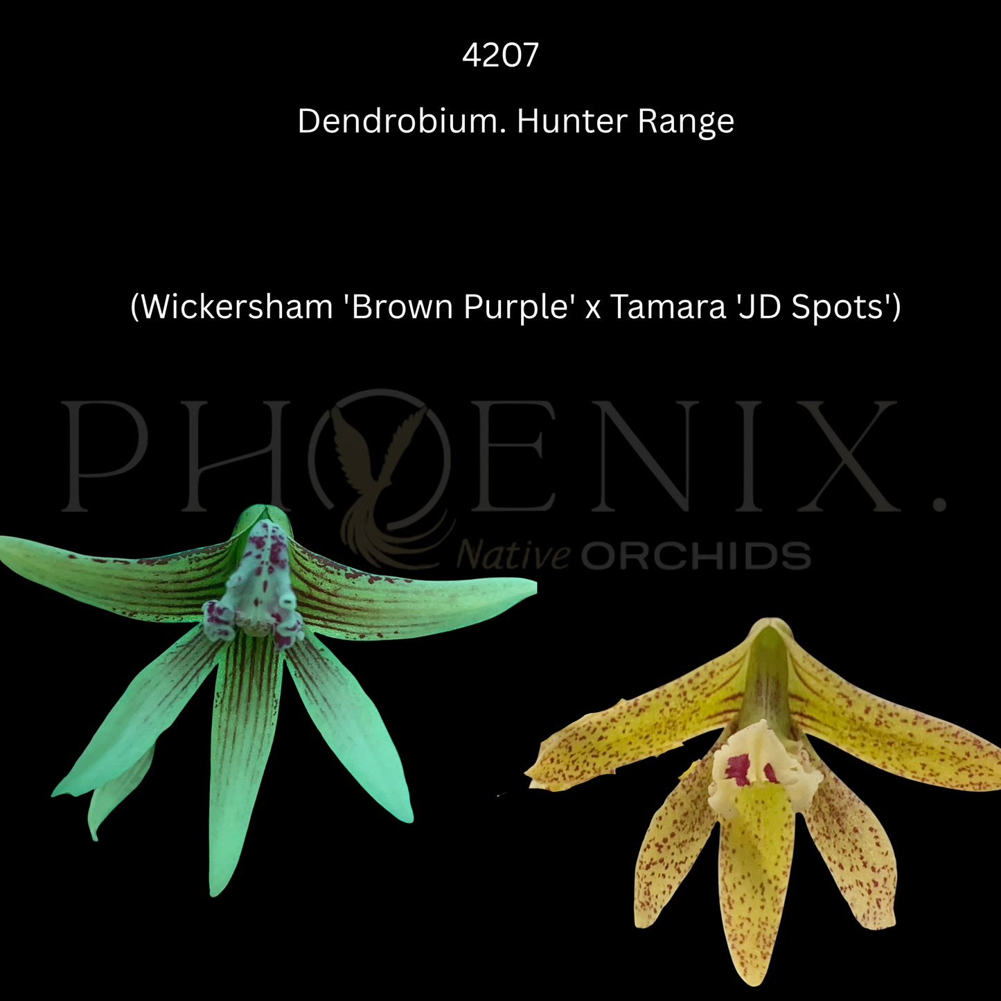 Dendrobium. Hunter Range	(Wickersham 'Brown Purple' x Tamara 'JD Spots')- 80mm pots