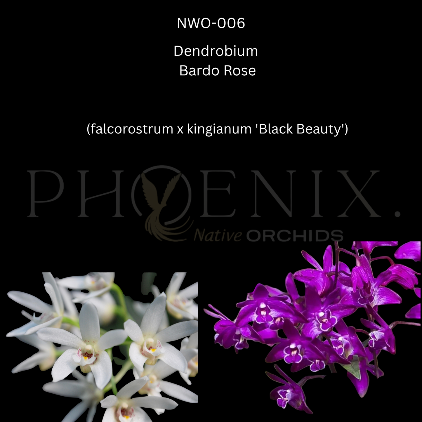 Dendrobium. Bardo Rose (falcorostrum x kingianum 'Black Beauty') - 50mm pots