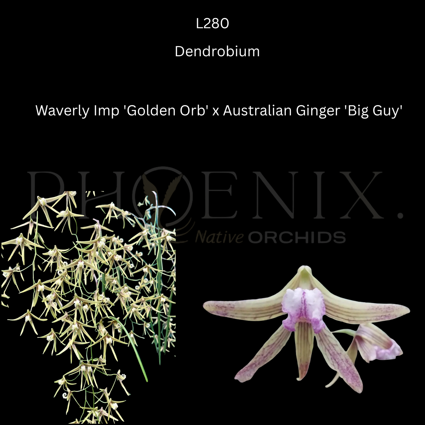 Dendrobium.	Waverly Imp 'Golden Orb' x Australian Ginger 'Big Guy' - 100mm pots