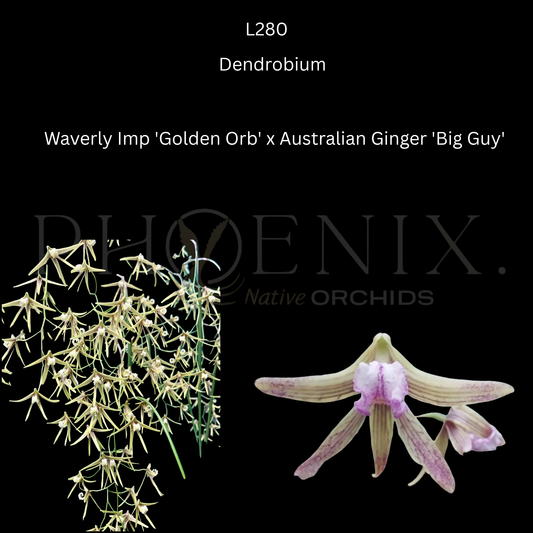 Dendrobium.	Waverly Imp 'Golden Orb' x Australian Ginger 'Big Guy' - 100mm pots