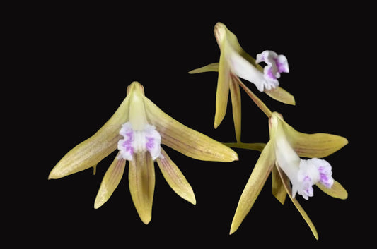 Dendrobium Duffy "Tumbi"- Division 140mm mesh pot #2