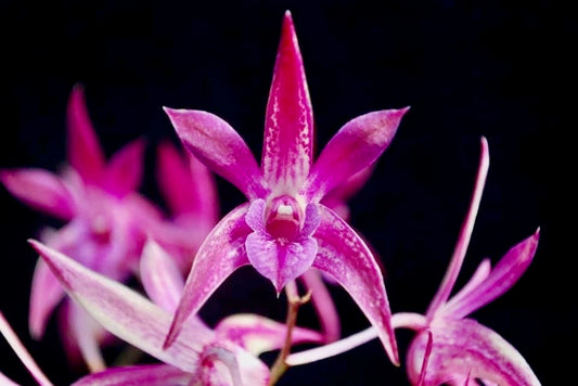 Dendrobium Gillieston Jazz 'Lisa' - Division 120mm pot (in spike)
