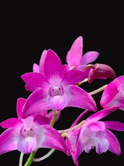 Dendrobium Jonathan's Glory 'Dark Joy'- Division