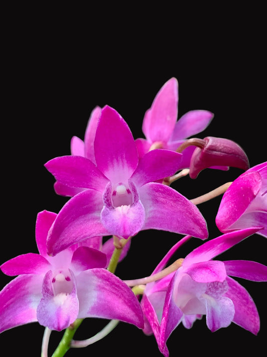 Dendrobium Jonathan's Glory 'Dark Joy'- Division