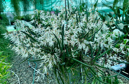 Dendrobium x grimesii- Division 140mm mesh pot #2