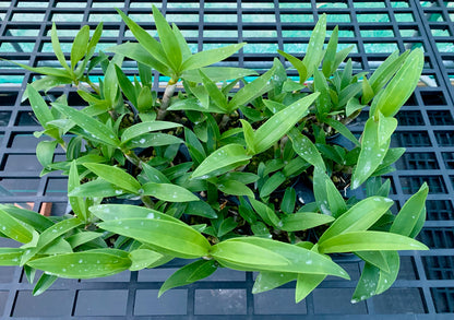 Dendrobium gracilicaule var howeanum 'how good X self' - 80mm pots