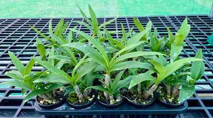 Dendrobium gracilicaule var howeanum 'how good X self' - 80mm pots