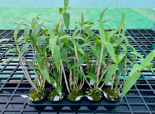 Dendrobium gracilicaule mangrove gold x 'self'- 80mm pots