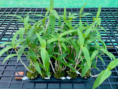Dendrobium gracilicaule mangrove gold x 'self'- 80mm pots