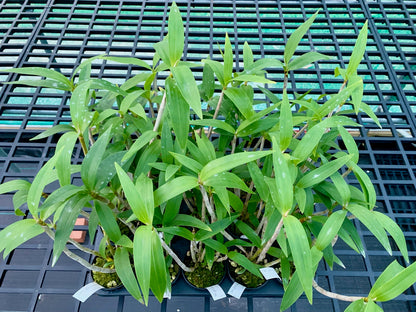 Dendrobium gracilicaule mangrove gold x 'self'- 80mm pots