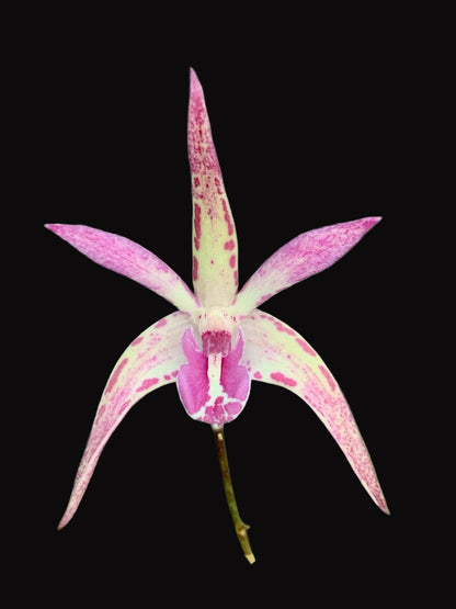 Dendrobium Tie Dye 'Mini' x tetragonum 'Red Edge' - 80mm pots