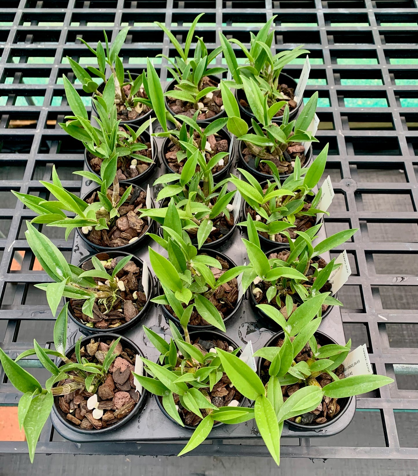 Dendrobium Kyle Hall 'Echidna' x Dendrobium tetragonum'Red Flame' 80mm pots