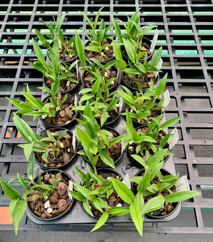 Dendrobium Kyle Hall 'Echidna' x Dendrobium tetragonum'Red Flame' 80mm pots