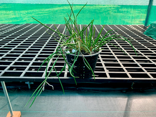 Division- Den Jack Tinson (Oliver Jack 'Gerard' x striolatum 'Brian's  Ruffles' - 140mm mesh pot