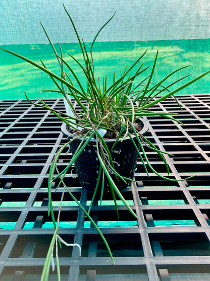 Division- Den Jack Tinson (Oliver Jack 'Gerard' x striolatum 'Brian's  Ruffles' - 140mm mesh pot