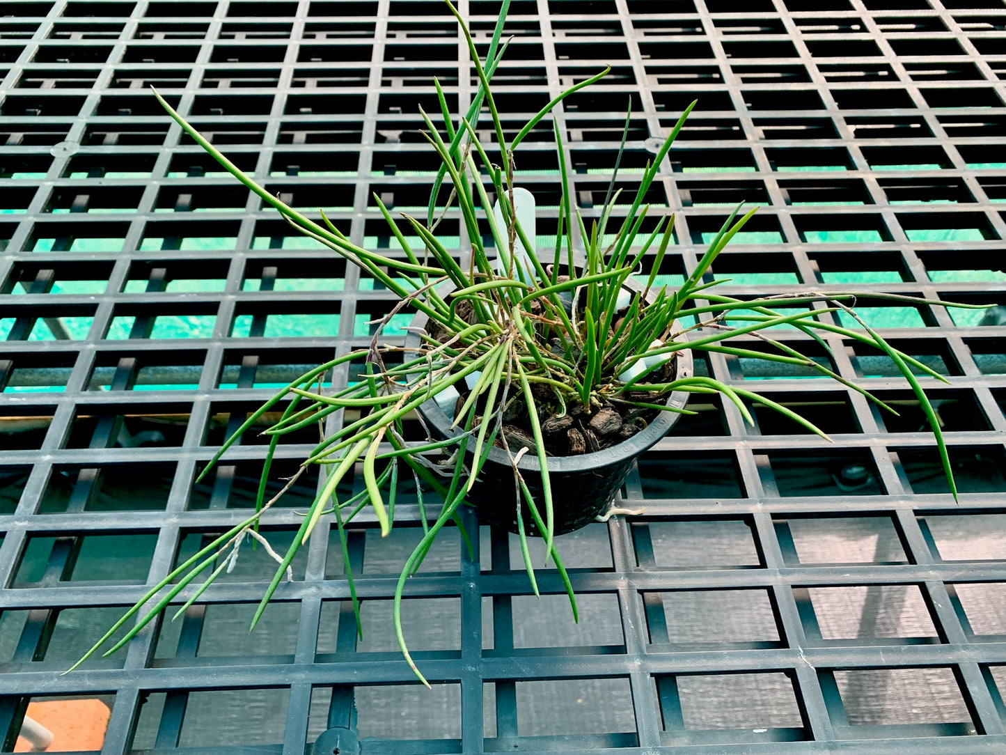 Division- Den Jack Tinson (Oliver Jack 'Gerard' x striolatum 'Brian's  Ruffles' - 140mm mesh pot