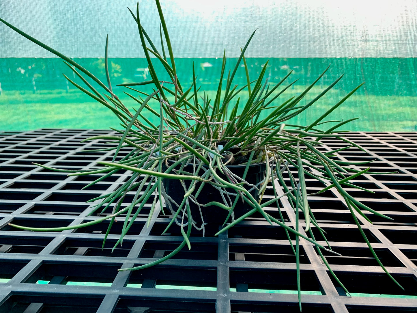 Division- Den Jack Tinson (Oliver Jack 'Gerard' x striolatum 'Brian's  Ruffles' - 150mm short pot