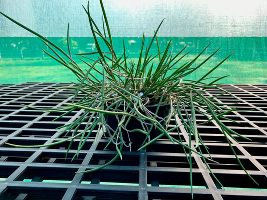 Division- Den Jack Tinson (Oliver Jack 'Gerard' x striolatum 'Brian's  Ruffles' - 150mm short pot