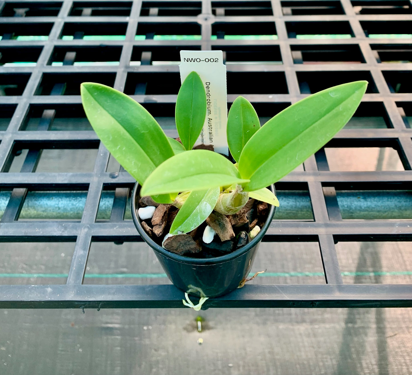 Dendrobium. Australian Artist (Cobber 'Violet Gold' x speciosum (Windermere x Cathu '#2')) 80mm pots