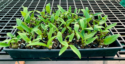 Dendrobium. Australian Artist	(Cobber 'Violet Gold' x speciosum (Kates Special x Daylight Moon)) 80mm pots