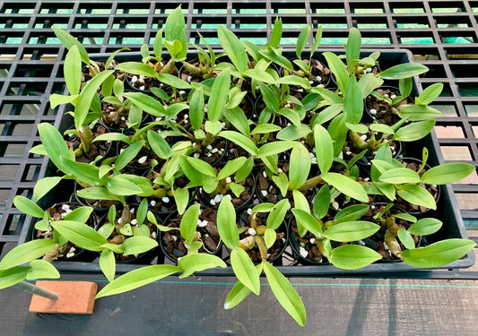 Dendrobium. Australian Artist	(Cobber 'Violet Gold' x speciosum (Kates Special x Daylight Moon)) 80mm pots