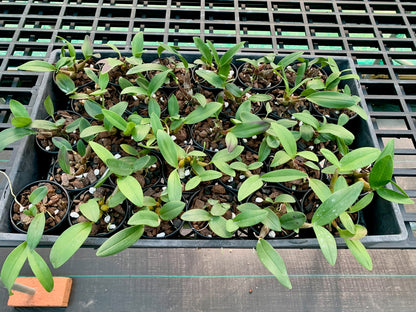 Dendrobium. Gorokan (Tyabb Plum '#2' x speciosum (Kates Special x Daylight Moon)) 80mm pots