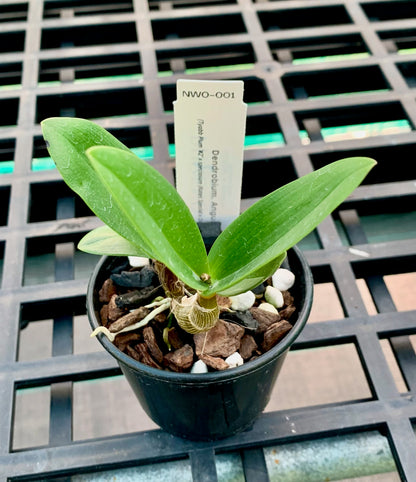 Dendrobium. Gorokan (Tyabb Plum '#2' x speciosum (Kates Special x Daylight Moon)) 80mm pots