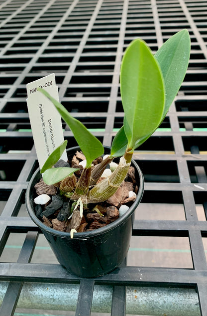 Dendrobium. Gorokan (Tyabb Plum '#2' x speciosum (Kates Special x Daylight Moon)) 80mm pots