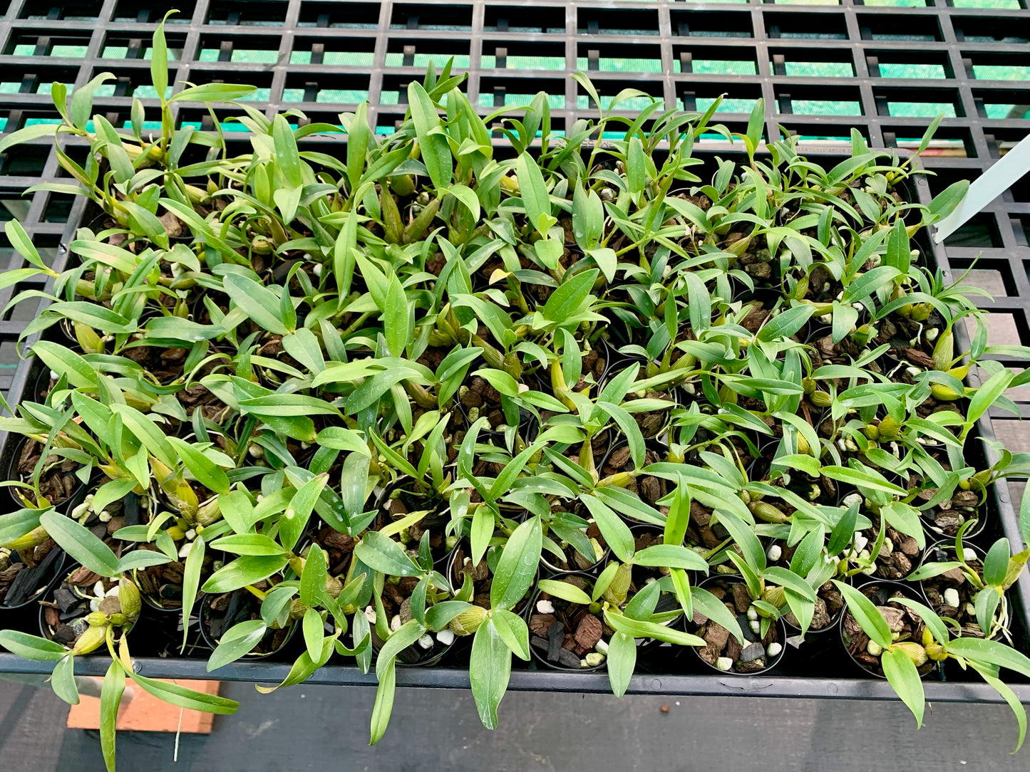 Dendrobium. Bardo Rose (falcorostrum x kingianum 'Black Beauty') - 50mm pots