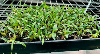 Dendrobium. Bardo Rose (falcorostrum x kingianum 'Black Beauty') - 50mm pots