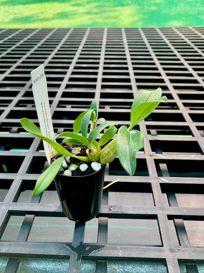 Dendrobium. Bardo Rose (falcorostrum x kingianum 'Black Beauty') - 50mm pots