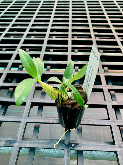 Dendrobium. Bardo Rose (falcorostrum x kingianum 'Black Beauty') - 50mm pots