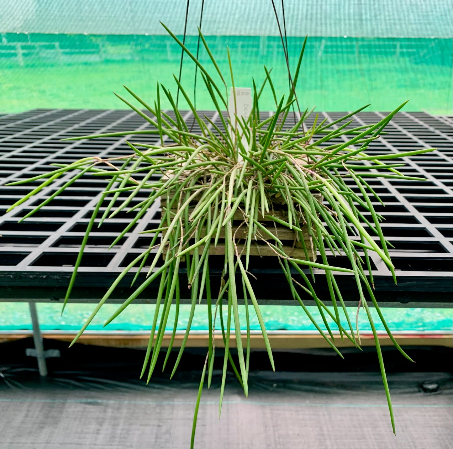 Division striolatum 'Red Back' - teak pot