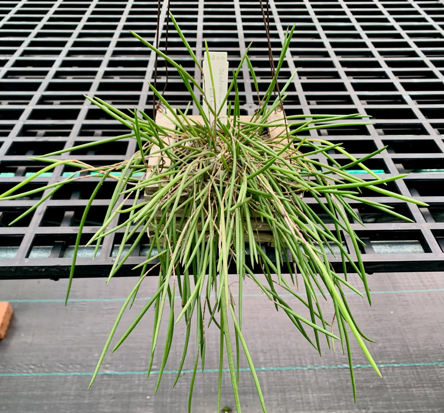 Division striolatum 'Red Back' - teak pot